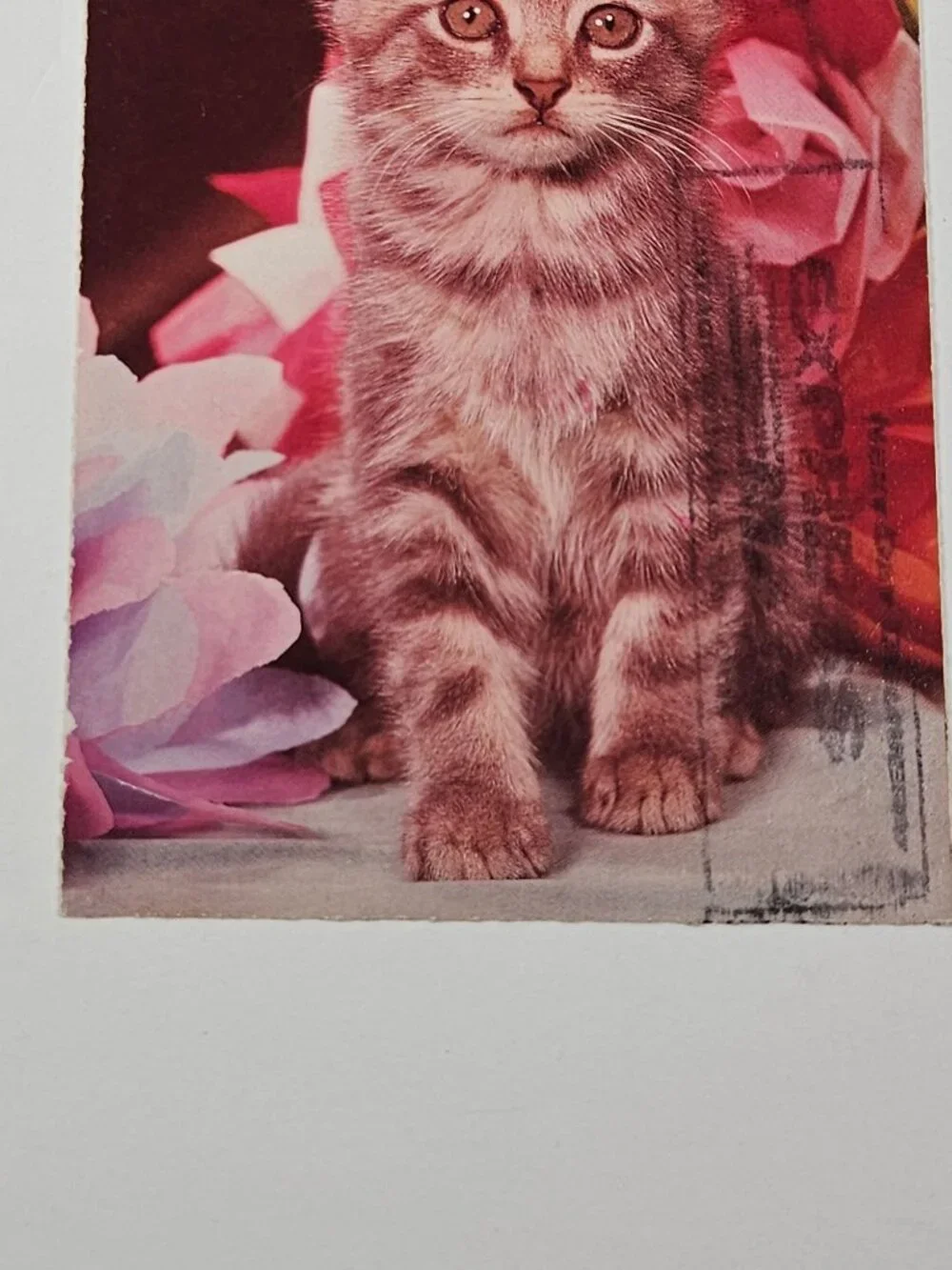 Missing You The North Shore Animal League Postcard
